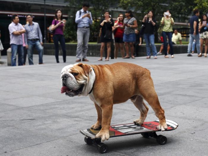 almost-human-animals-singapore-bobo-british-bulldog-may-8-2015